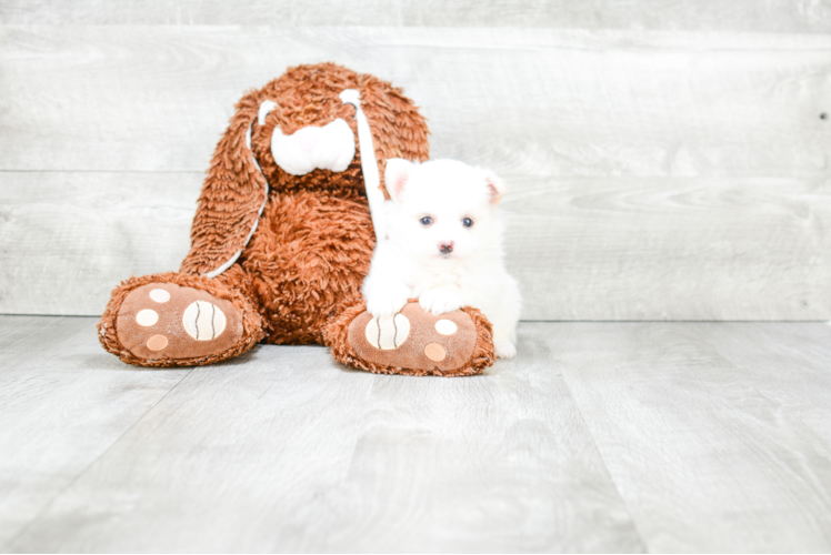 Maltipom Puppy for Adoption