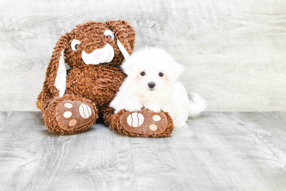 Popular Maltese Purebred Pup