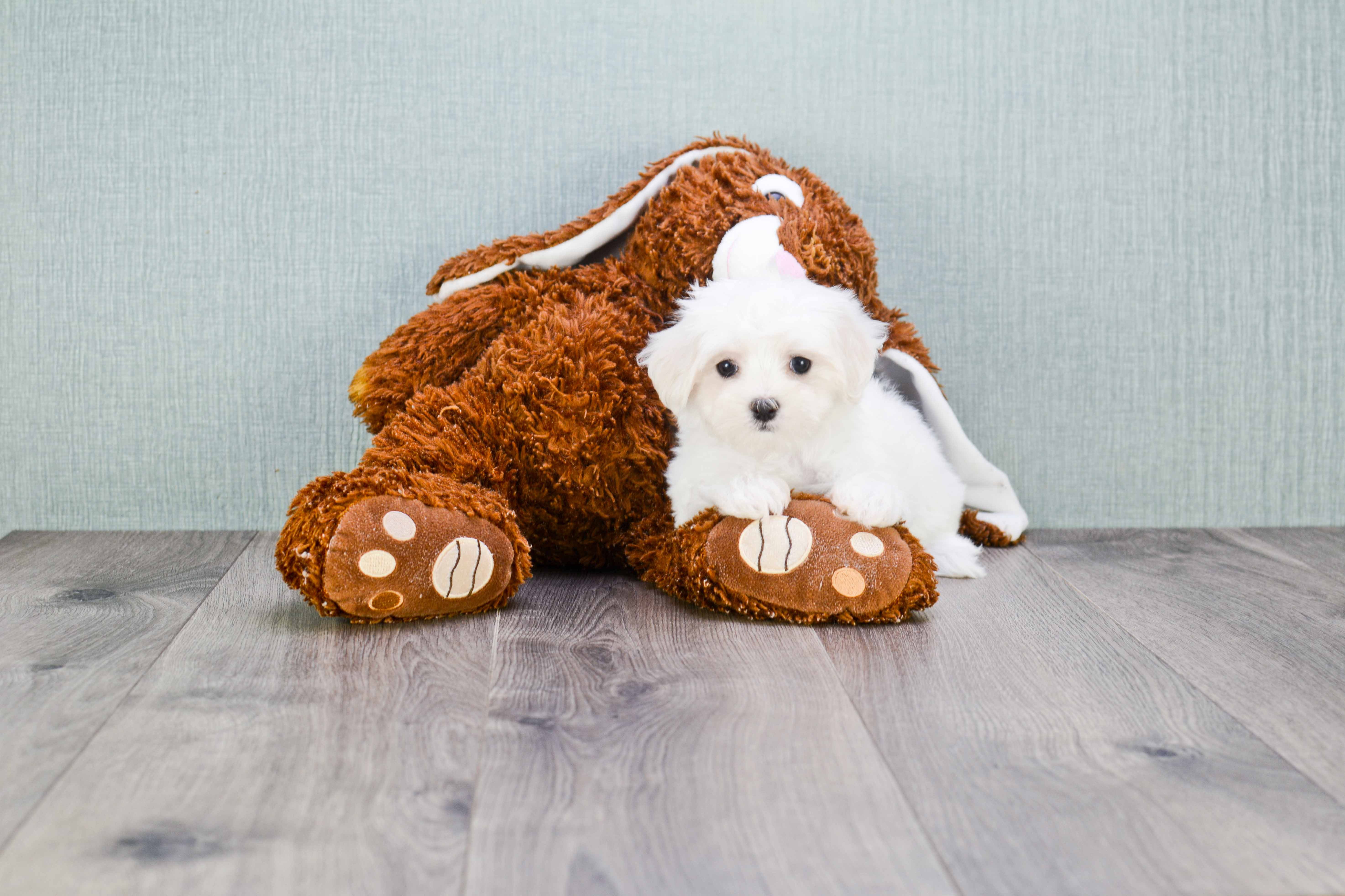 Friendly Maltese Purebred Pup