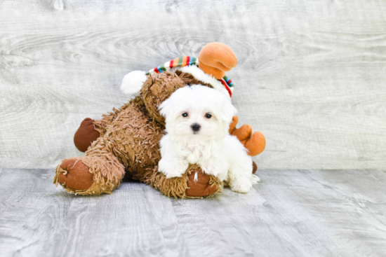 Friendly Maltese Baby