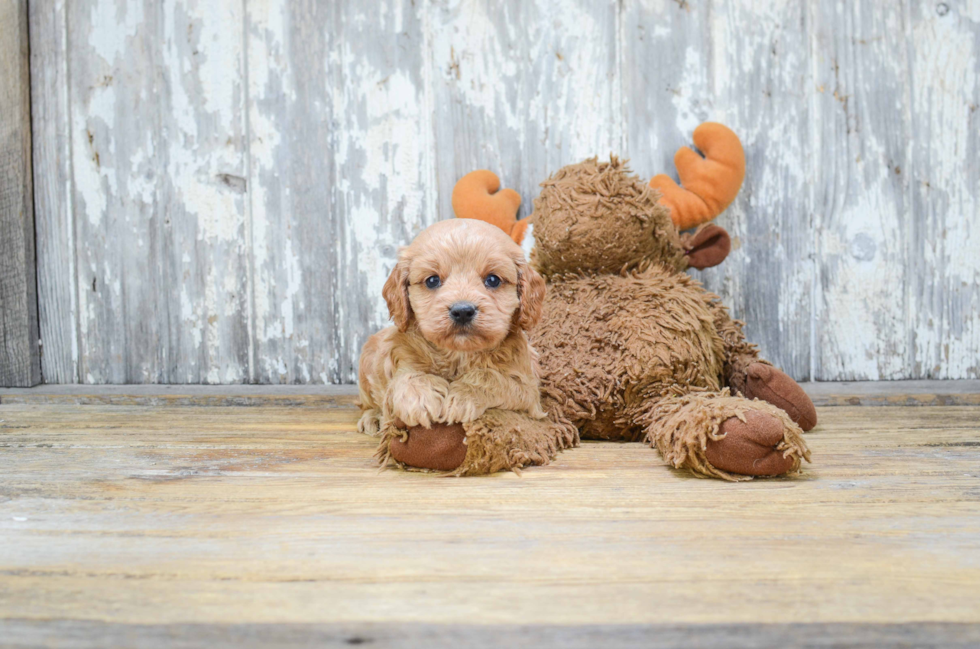 Smart Cavapoo Poodle Mix Pup