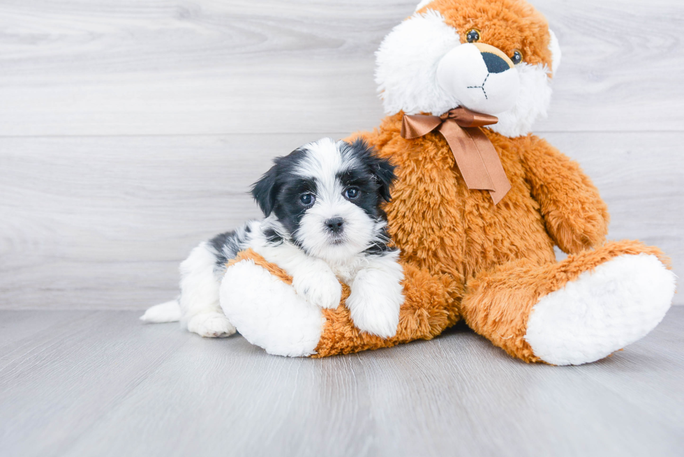 Teddy Bear Pup Being Cute