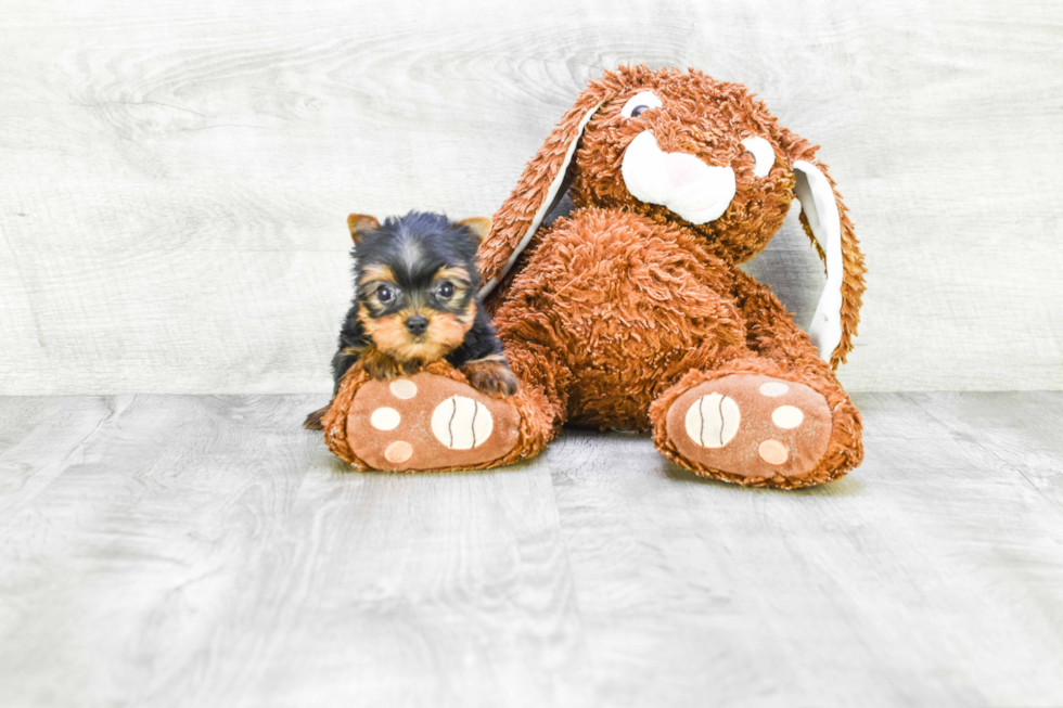 Meet Victoria - our Yorkshire Terrier Puppy Photo 