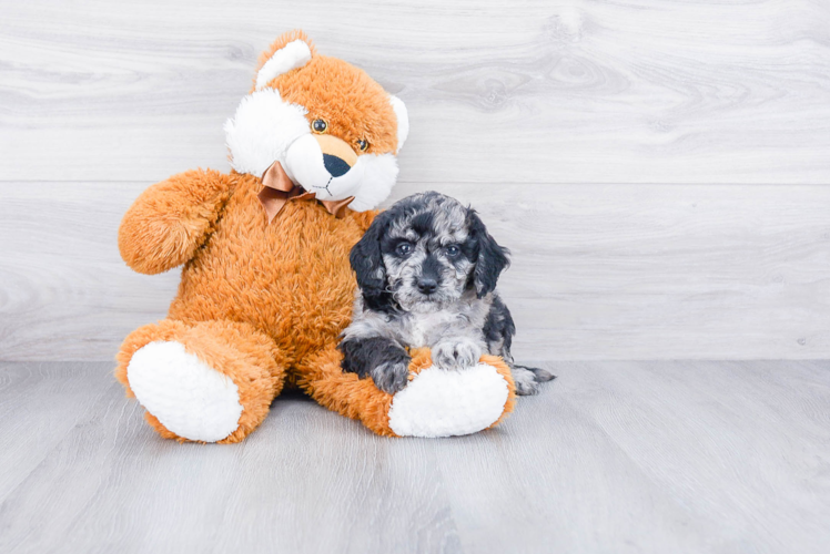 Mini Goldendoodle Pup Being Cute