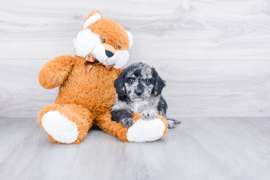 Mini Goldendoodle Pup Being Cute