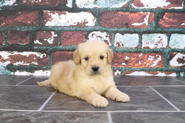 Smart Mini Goldendoodle Poodle Mix Pup