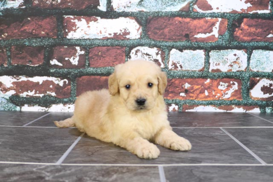 Smart Mini Goldendoodle Poodle Mix Pup