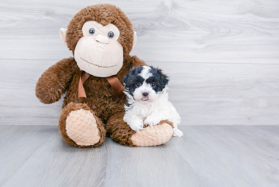 Maltipoo Pup Being Cute