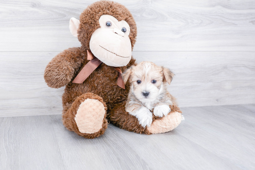 Morkie Pup Being Cute