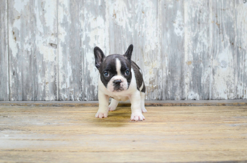 Playful French Bulldog Baby