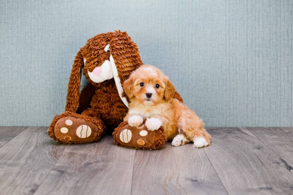 Smart Cavapoo Poodle Mix Pup