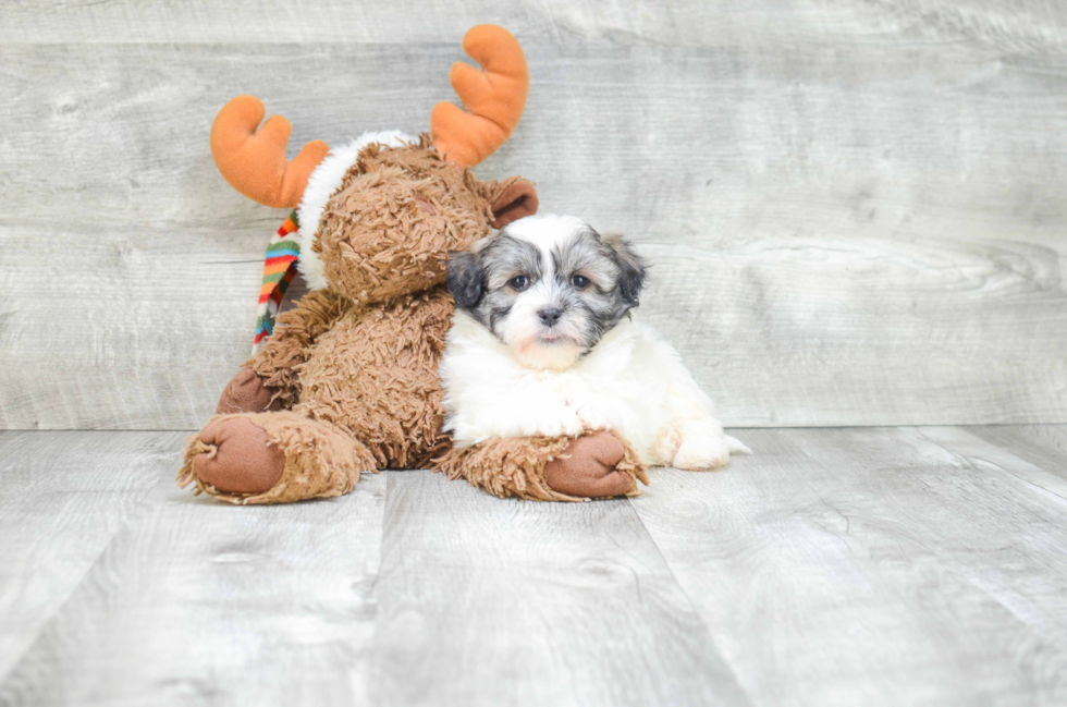 Friendly Havanese Baby