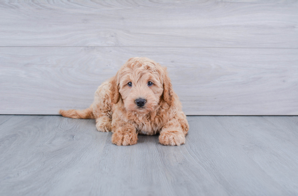 Mini Goldendoodle Puppy for Adoption