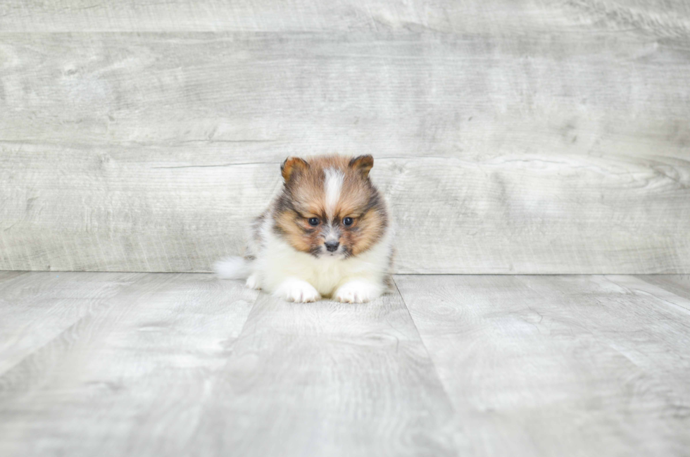 Pomeranian Pup Being Cute