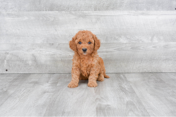 Mini Goldendoodle Pup Being Cute