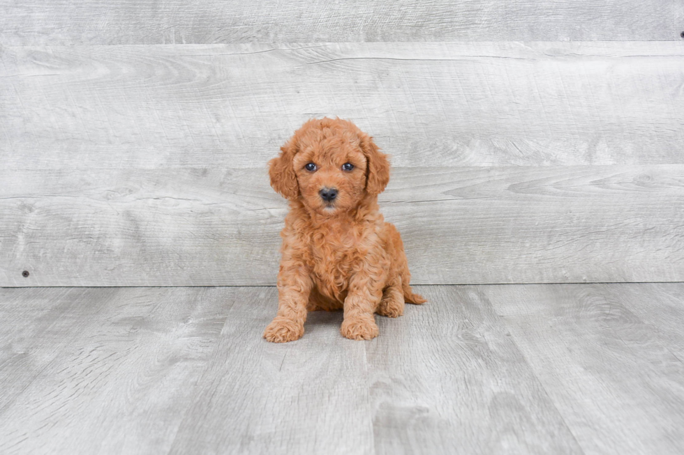 Mini Goldendoodle Pup Being Cute