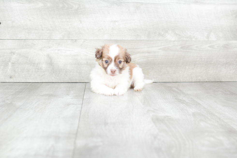 Little Havanese Baby