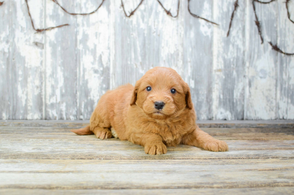 Mini Goldendoodle Puppy for Adoption