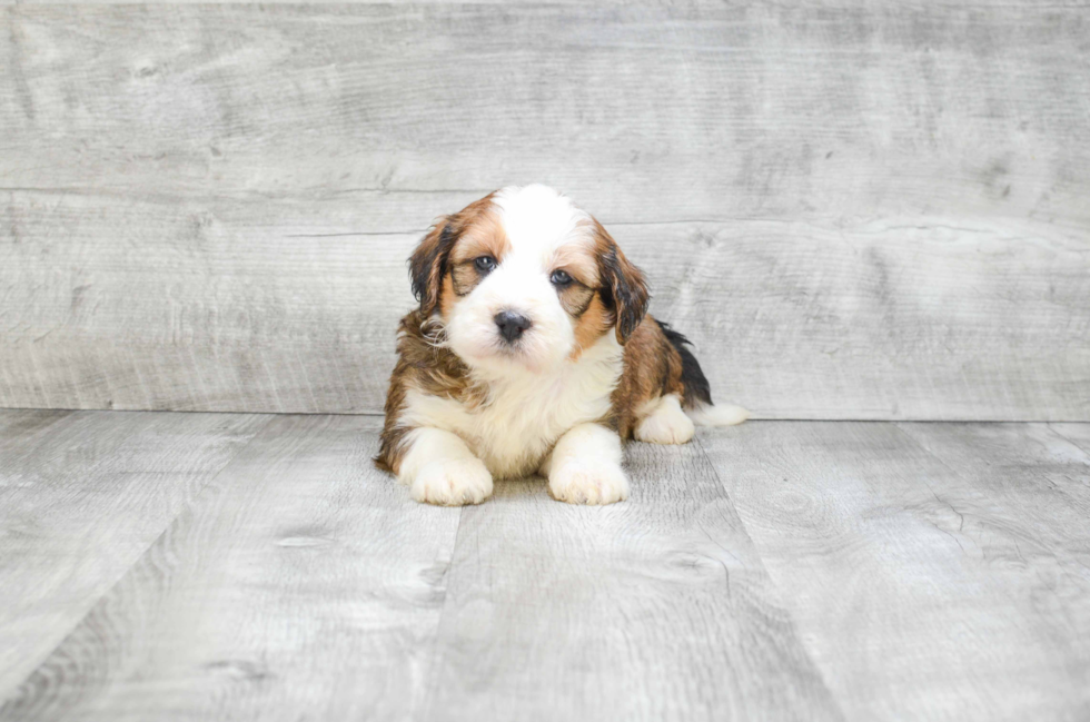 Best Mini Bernedoodle Baby