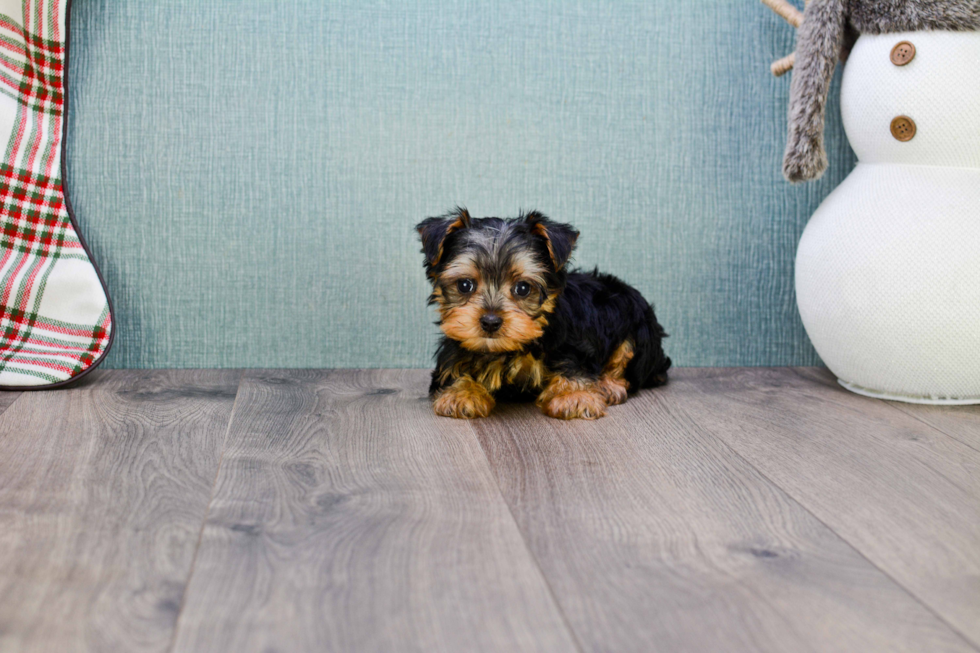 Meet Timmy - our Yorkshire Terrier Puppy Photo 