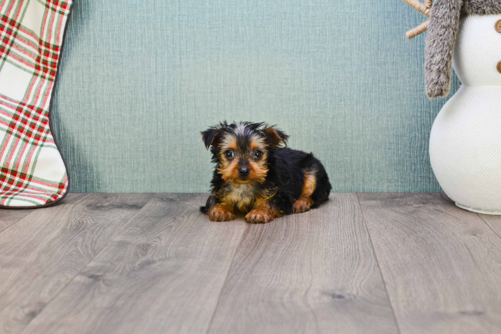 Meet Steph - our Yorkshire Terrier Puppy Photo 