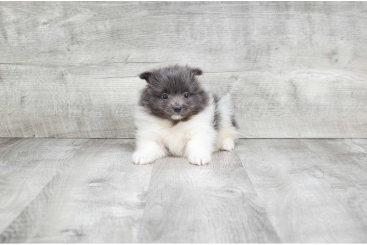 Popular Pomeranian Baby