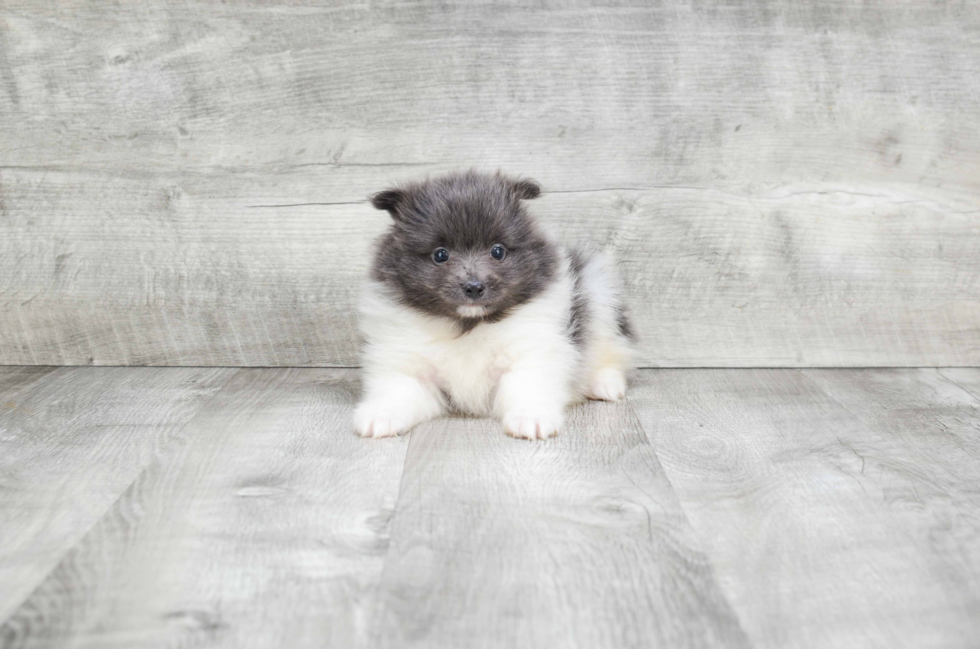 Popular Pomeranian Baby