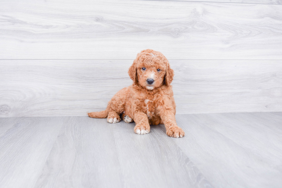 Best Mini Goldendoodle Baby