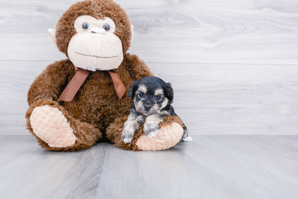 Morkie Puppy for Adoption