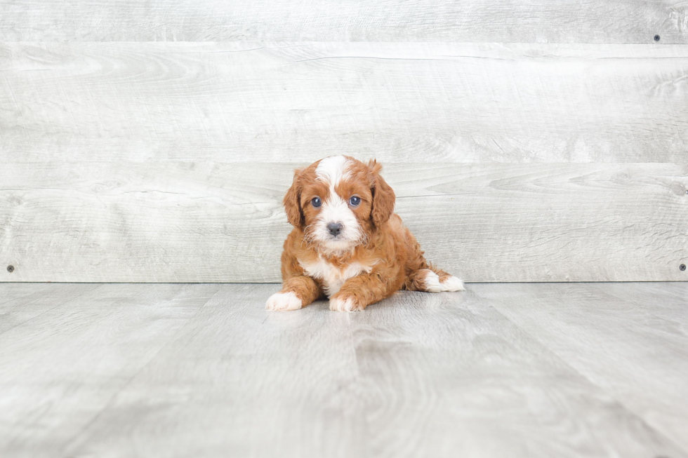 Smart Cavapoo Poodle Mix Pup