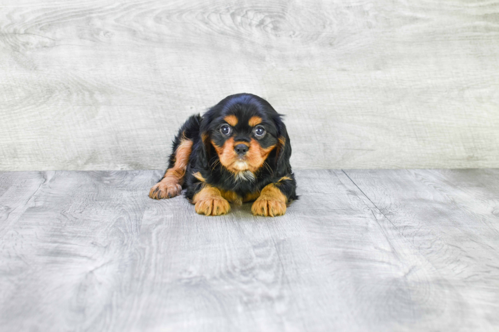 Playful Cavalier King Charles Spaniel Baby