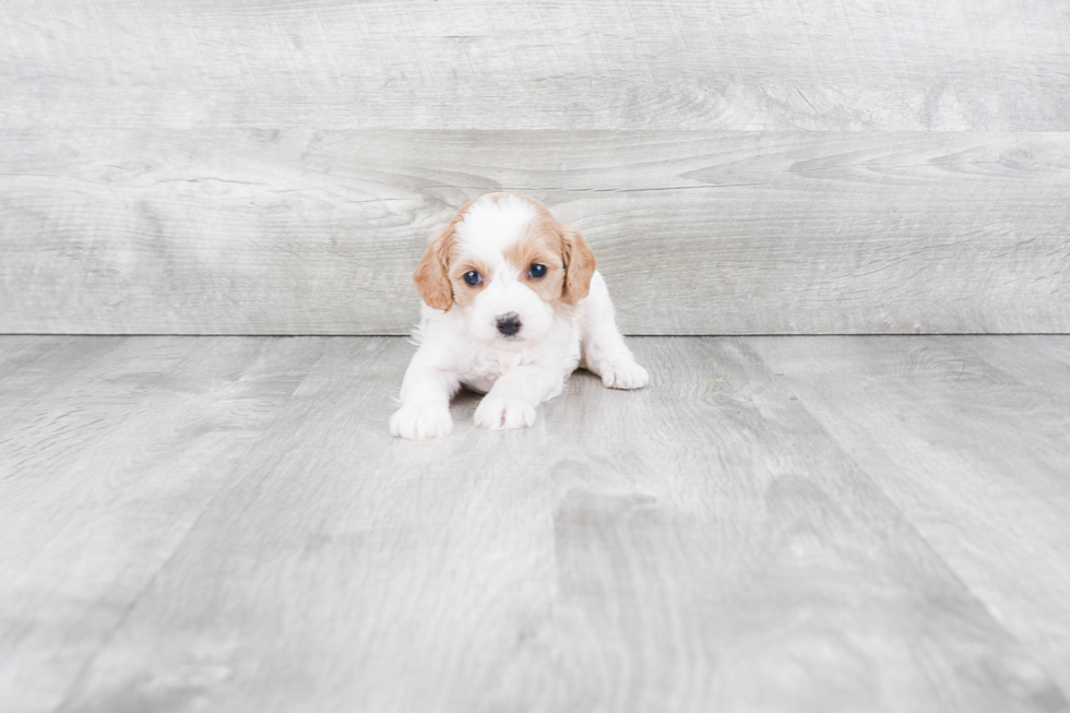 Happy Cavapoo Baby