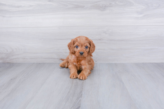 Cavapoo Pup Being Cute