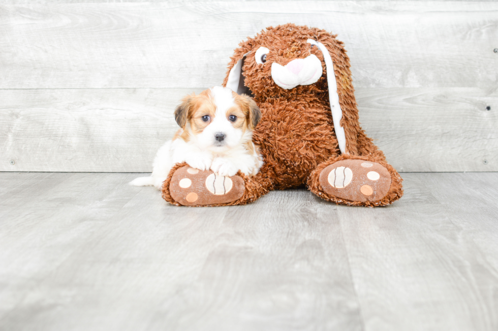 Friendly Morkie Baby