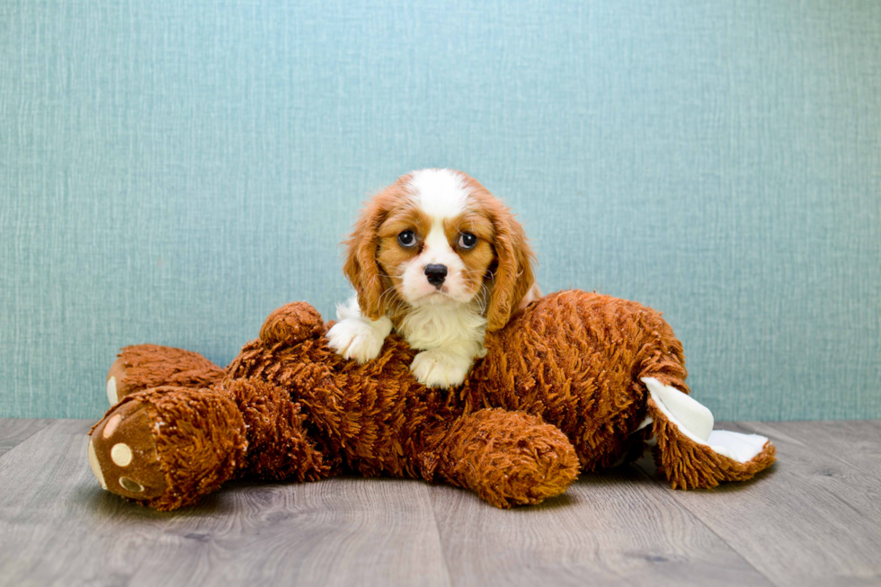 Best Cavalier King Charles Spaniel Baby