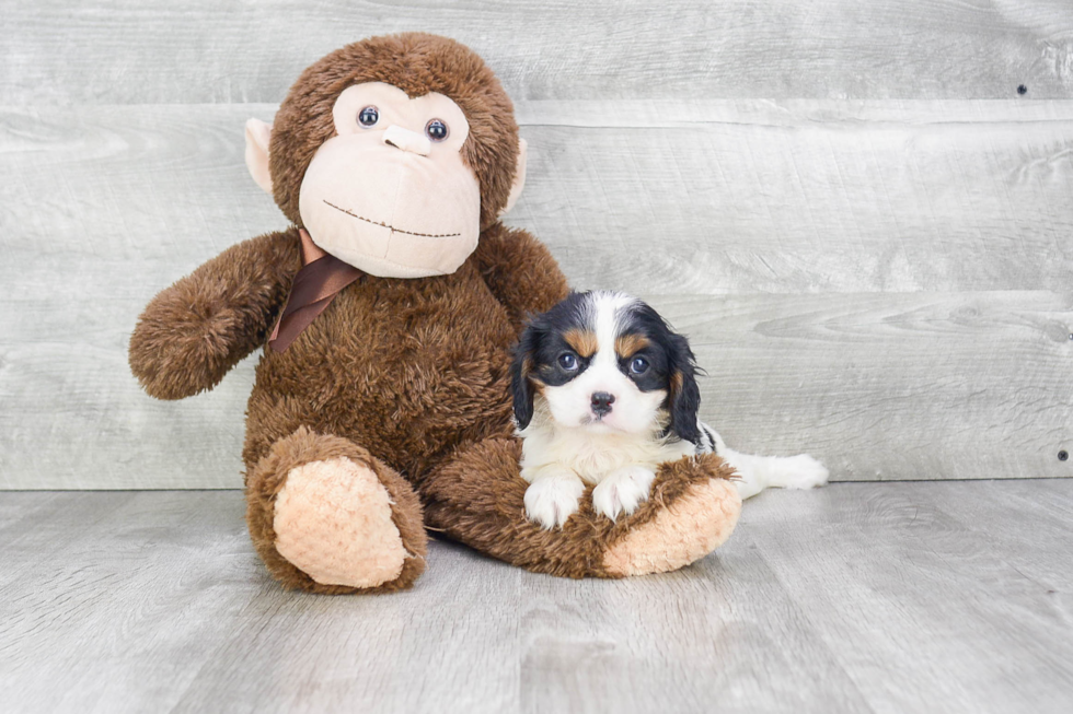 Happy Cavalier King Charles Spaniel Purebred Puppy