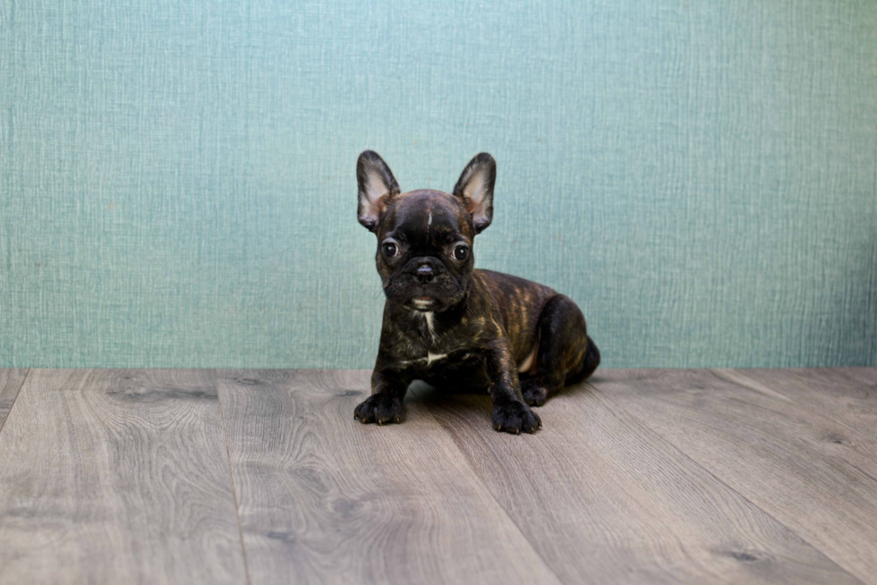 Playful French Bulldog Purebred Pup