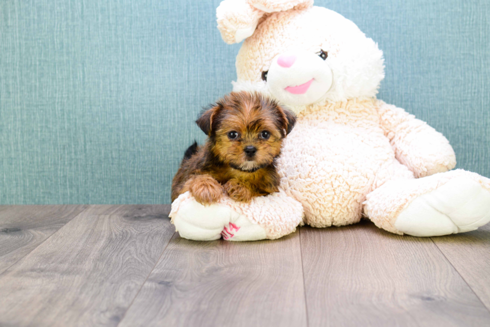 Meet Carebear - our Shorkie Puppy Photo 