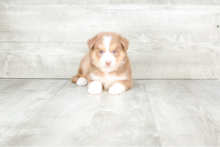 Small Pomsky Baby