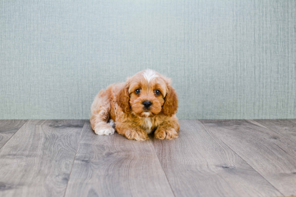 Cavapoo Pup Being Cute