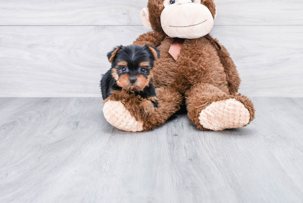 Meet Ronaldo - our Yorkshire Terrier Puppy Photo 