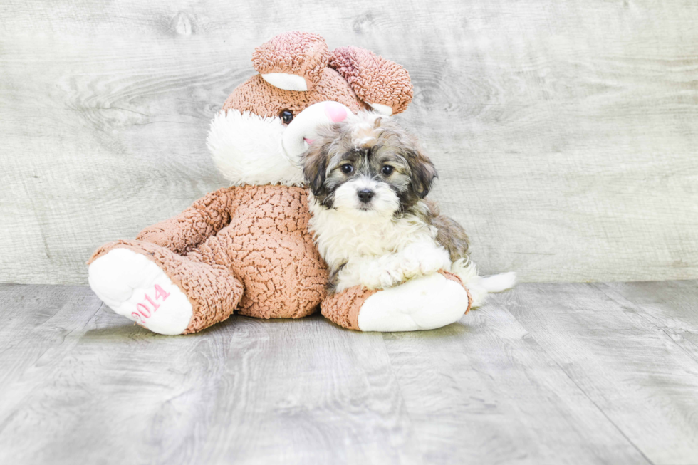 Havanese Pup Being Cute