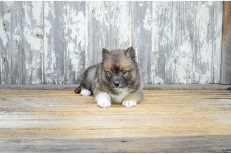 Pomsky Puppy for Adoption