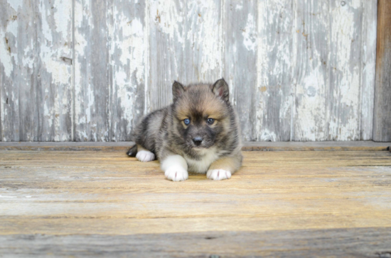 Pomsky Puppy for Adoption