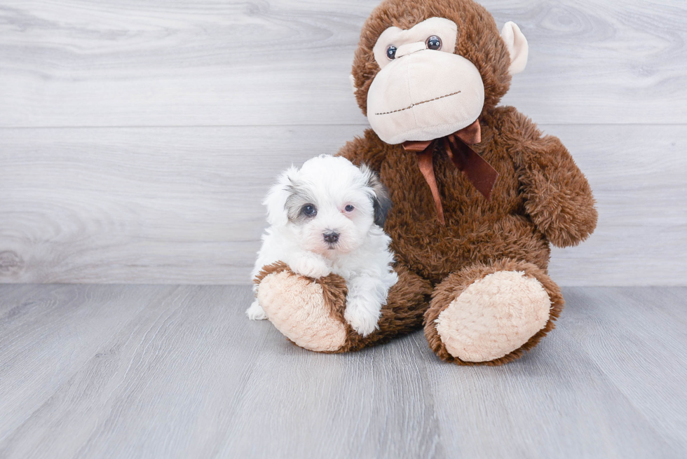 Fluffy Teddy Bear Designer Pup