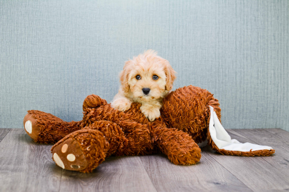 Petite Cavapoo Poodle Mix Pup