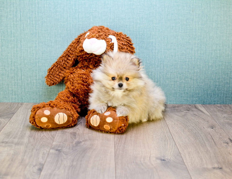 Small Pomeranian Baby