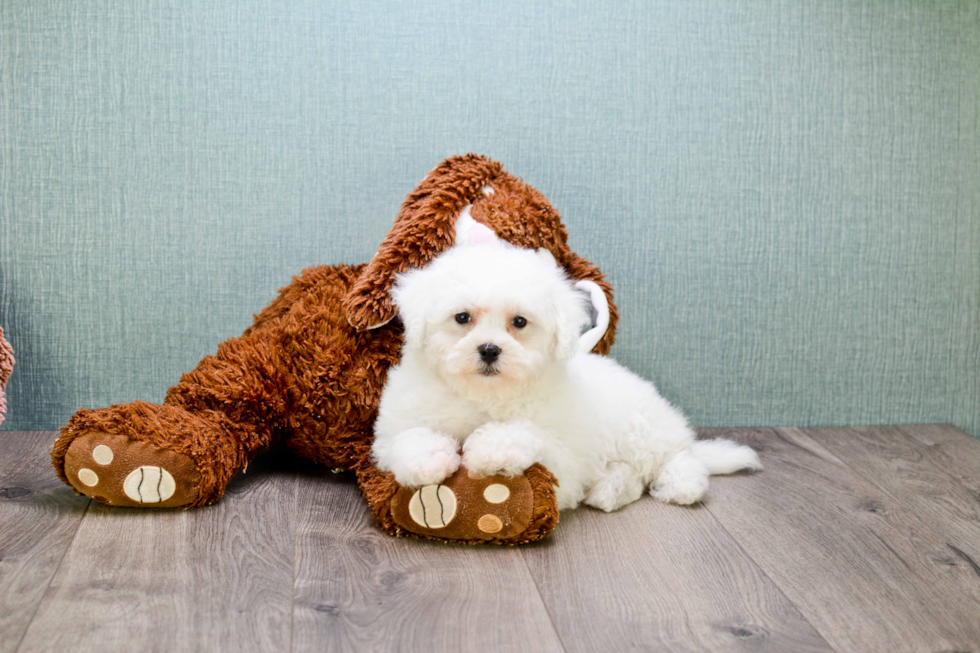 Happy Bichon Frise Purebred Puppy