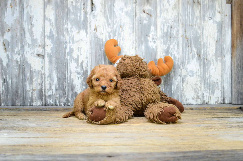 Popular Mini Goldendoodle Poodle Mix Pup