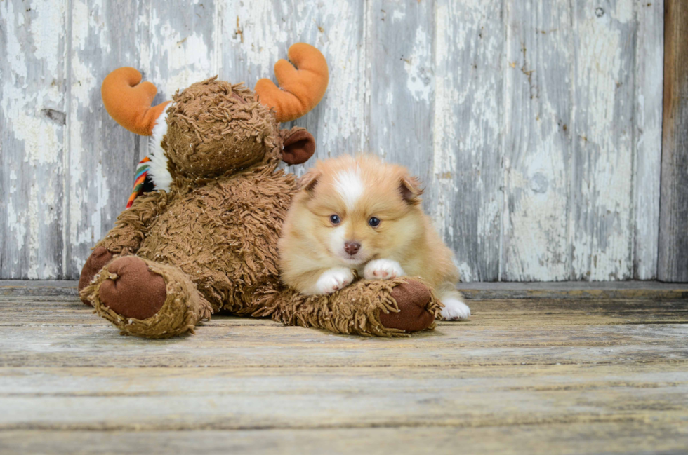 Best Pomeranian Baby